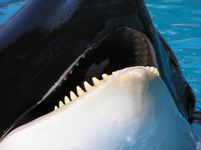 whale teeth