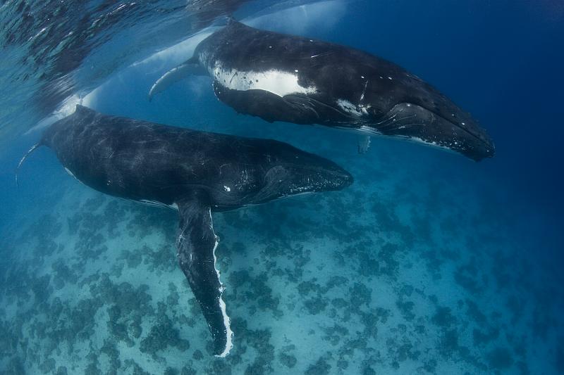 humpback whales