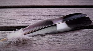 a magpie feather