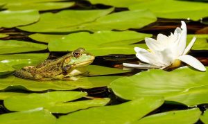 a green frog on a lily pad