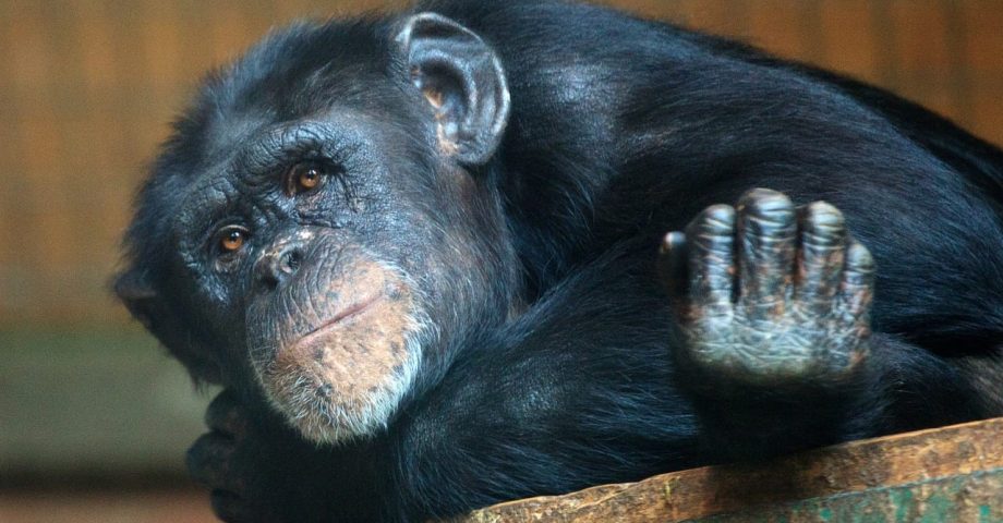 fun facts about Chimpanzees