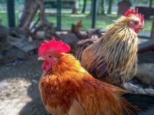 fun facts about chickens