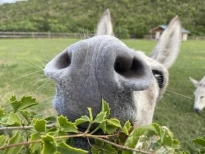 a close up of a donkey's nose