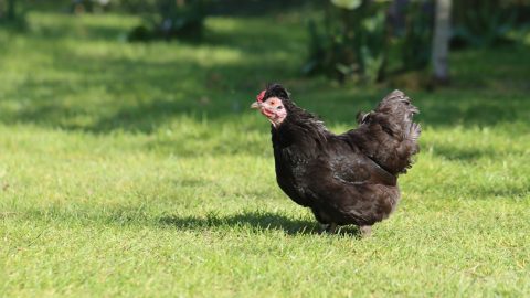 funny facts about chickens