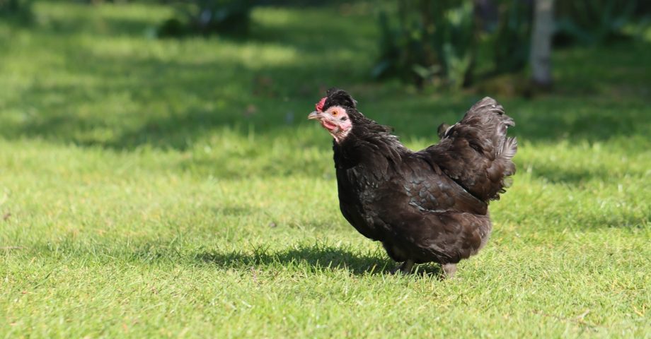 funny facts about chickens