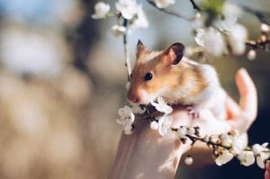 a hamster in a small tree