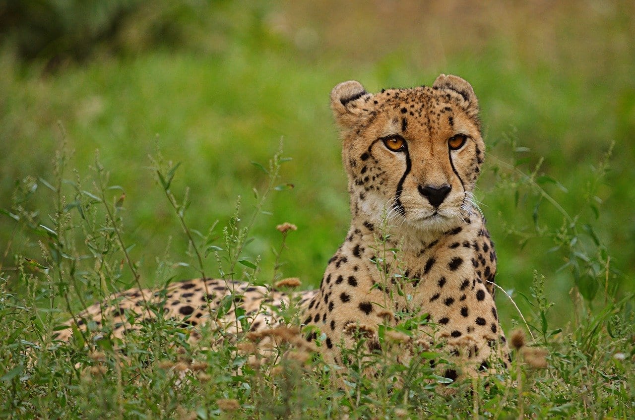 26 Captivating Facts About Cheetahs Fact City 26 Captivating Facts About Cheetahs Fact City