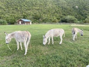 three donkeys grazing in their paddock