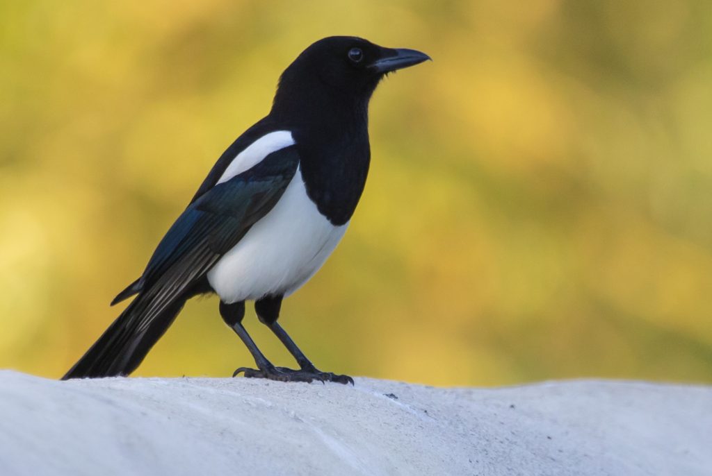 interesting facts about Magpies