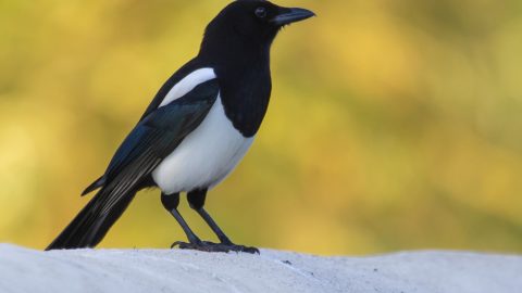 interesting facts about Magpies
