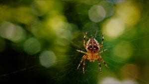 interesting facts about Spiders