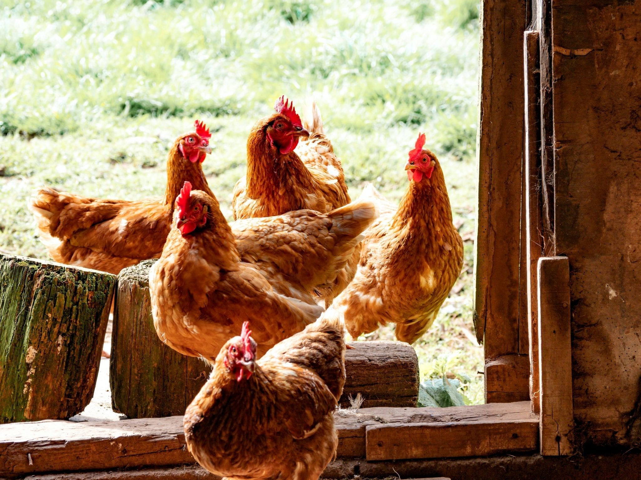 17 Charming Facts About Chickens Fact City