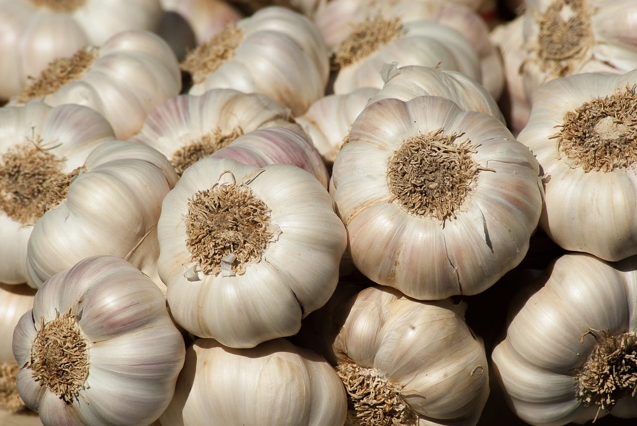 interesting facts about garlic