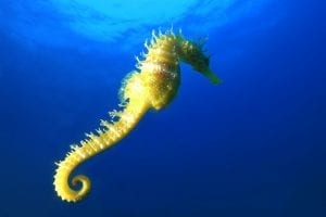 interesting facts about seahorses