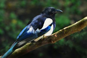 a lone magpie