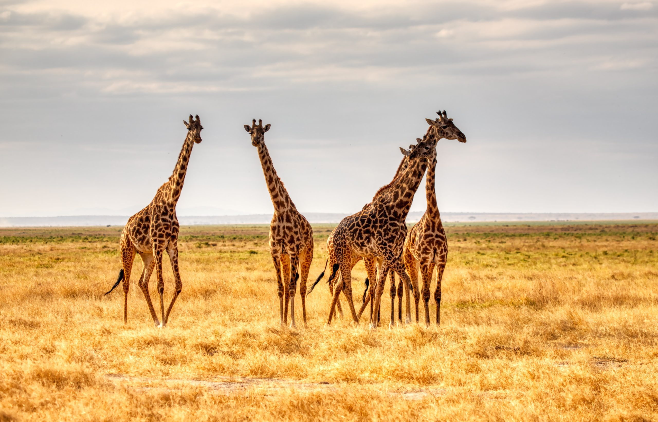 a small herd of giraffes in the african desert
