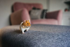 a hamster going for a roam over the sofa