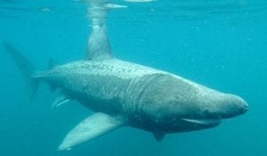 Basking shark