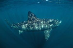 Basking sharks