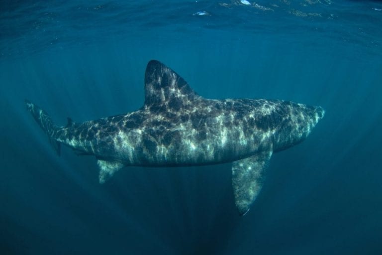 11 Barmy Facts About Basking Sharks Fact City 5116