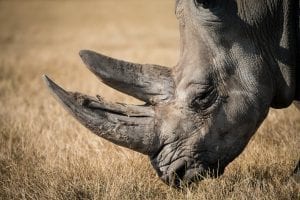 Close up of Rhino horns