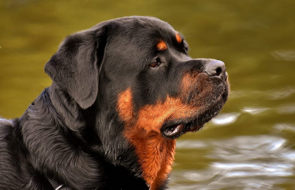 Facts about Rottweilers