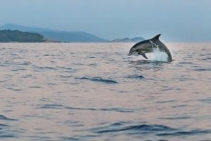 Dolphin, breaching