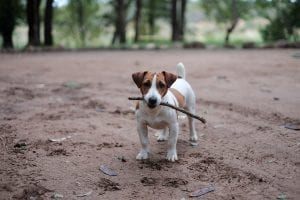 Jack Russell holding a stick 