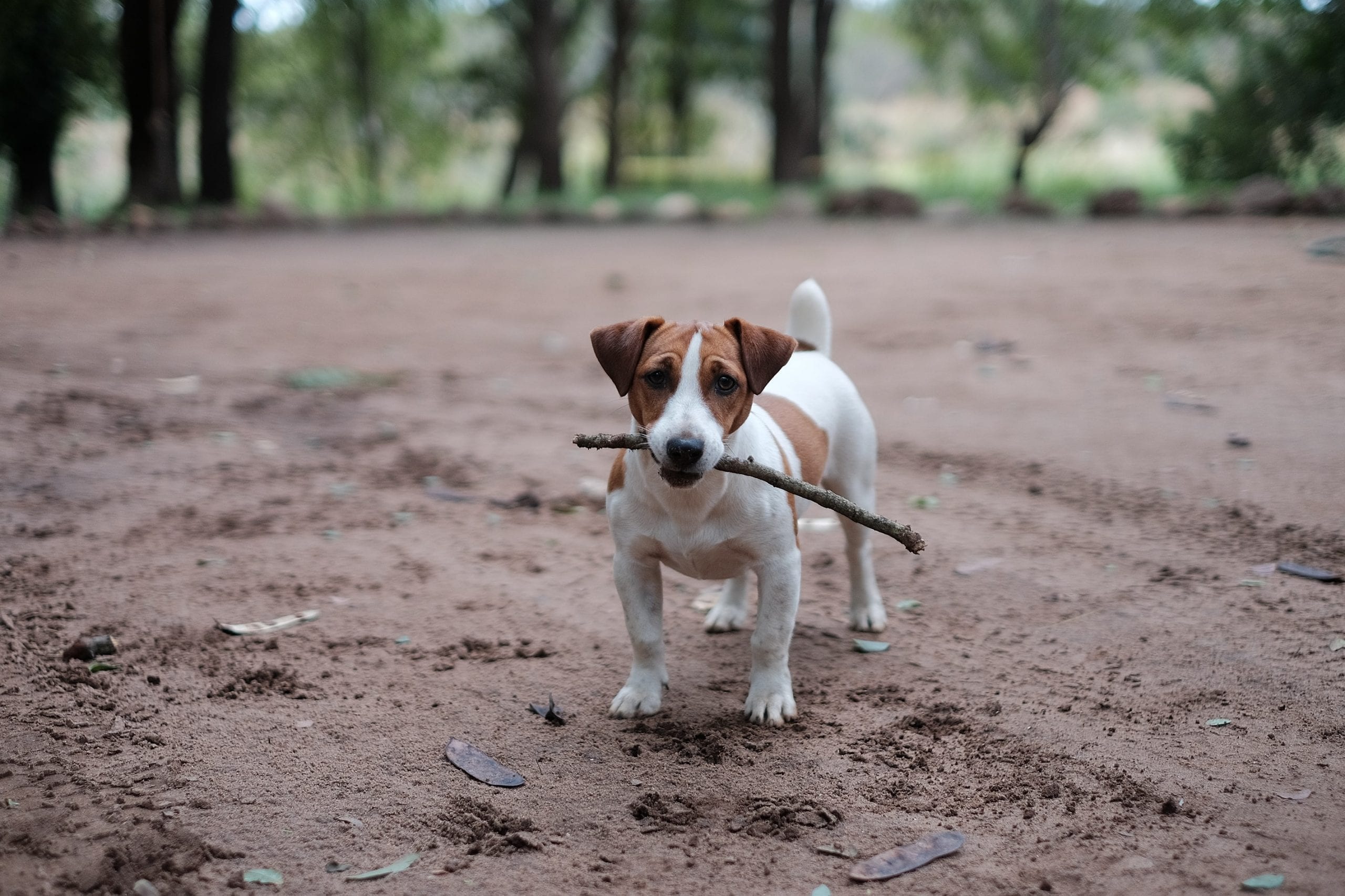 Fun Facts about Jack Russell Dogs