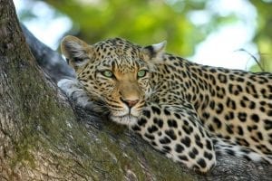 A Leopard taking it easy in a tree
