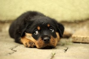 Fun Facts about Rottweilers