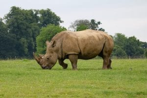 lone rhino grazing