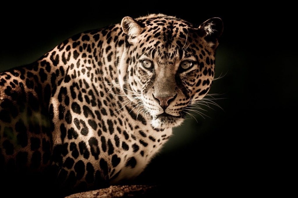 Interesting facts about Leopards