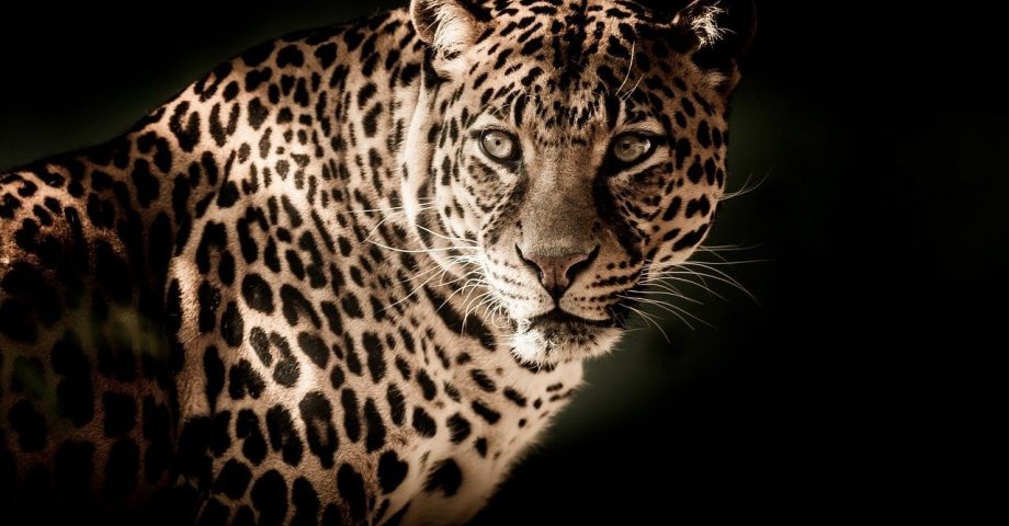 Interesting facts about Leopards