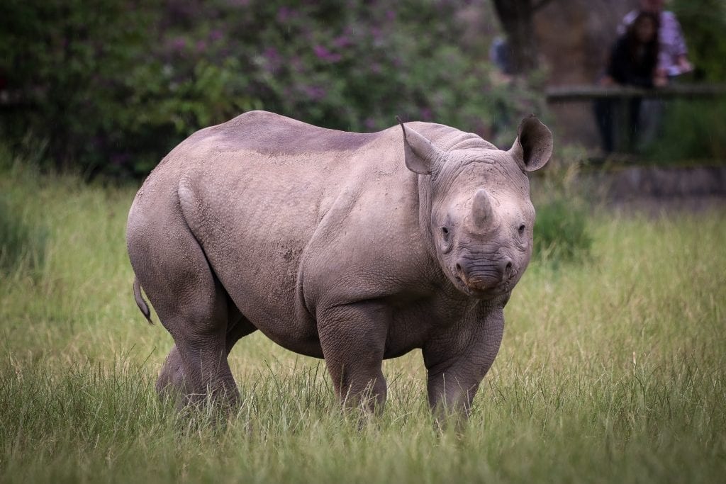 rhinoceros habitat