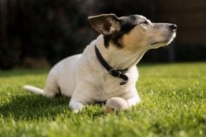 Jack Russell Dog