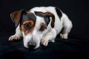 Jack Russell looking a bit sad