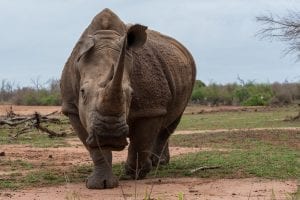 Huge Rhino approaching the camera