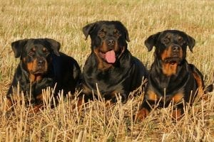 Rottweiler dog facts