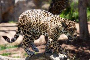 a leopard walking in the jungle