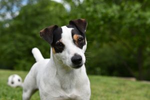 Jack Russell Pup