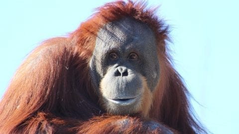 facts about Orangutan
