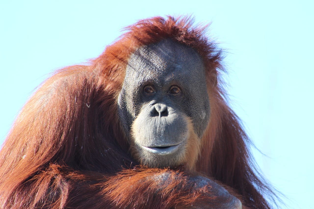 facts about Orangutan