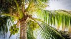 facts about coconuts
