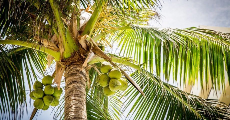 facts about coconuts