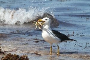 a crab, caught by a seagull 