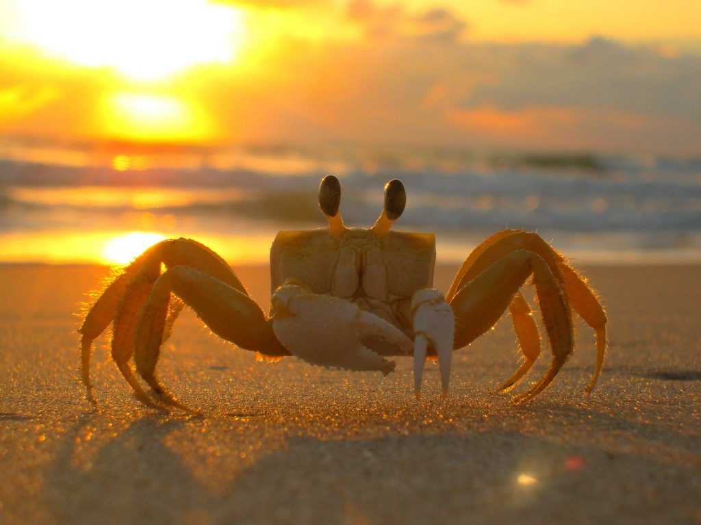 facts about crabs