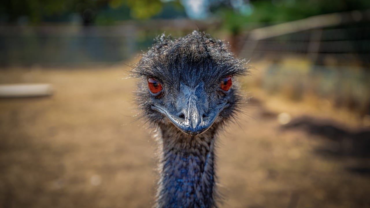 30-energizing-facts-about-emus-fact-city