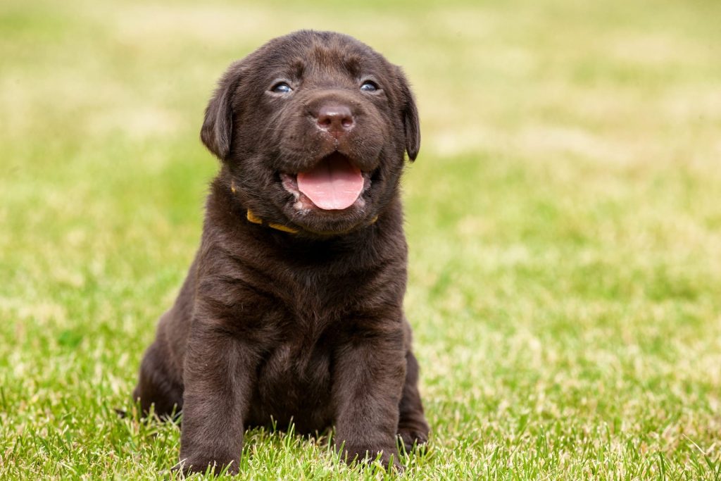 facts about labradors