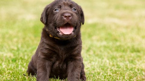 facts about labradors